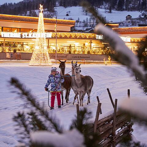 Lama-Führung am verschneiten Kulinarischen Familien-Advent